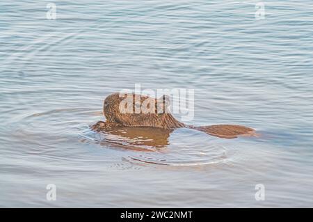 Capybaras dans un étang avec un poussin caressant sa mère, Hydrochoerus hydrochaeris, lumière du jour. Banque D'Images