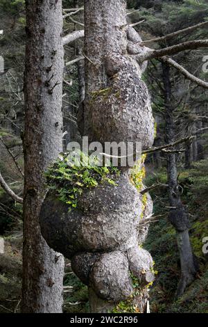 WA24691-00....WASHINGTON - Burls sur les épinettes de Sitka (Picea sitchensis) près de Beach One dans la région de Kalaloch du Parc National Olympic. Banque D'Images