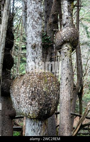 WA24695-00....WASHINGTON - Burls sur les épinettes de Sitka (Picea sitchensis) près de Beach One dans la région de Kalaloch du Parc National Olympic. Banque D'Images