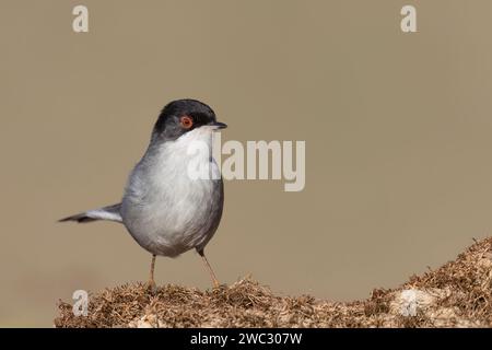 Oiseau méditéranéen typique, Paruline sarde, Curruca melanocephala. Banque D'Images