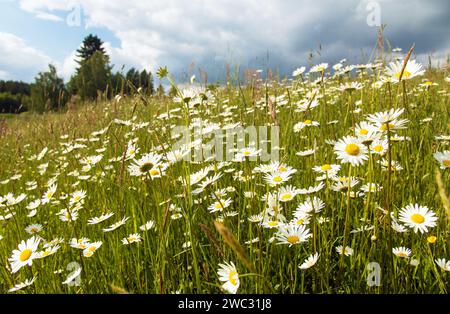 Marguerite sur prairie, Marguerite commune en latin Bellis perennis Banque D'Images