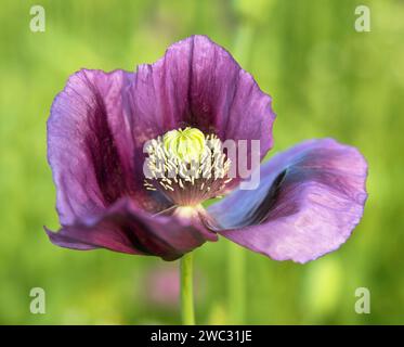 Détail de la fleur de pavot à opium, en latin papaver somniferum, le pavot à fleurs de couleur violet foncé est cultivé en République tchèque pour l'industrie alimentaire Banque D'Images