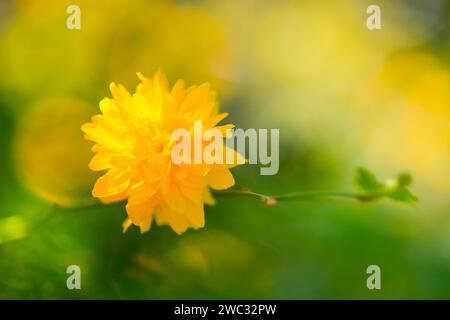 Fleur d'un ranunculus (Kerria japonica 'Pleniflora') ou buisson de ranunculus, kerrie japonais, anémone dorée japonaise, anémone dorée, forme cultivée Banque D'Images