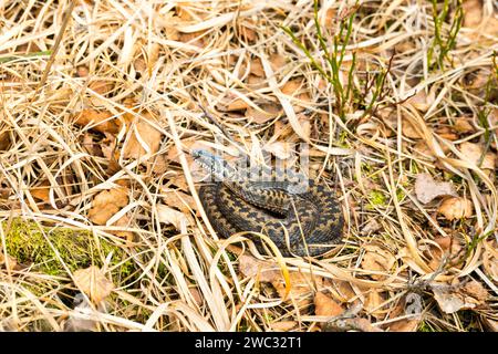 Vipère européen commun sauvage (Vipera berus), brun, animal assez jeune, femelle, lambda, couchée bouclée dans de l'herbe vieille d'un an et prenant le soleil Banque D'Images