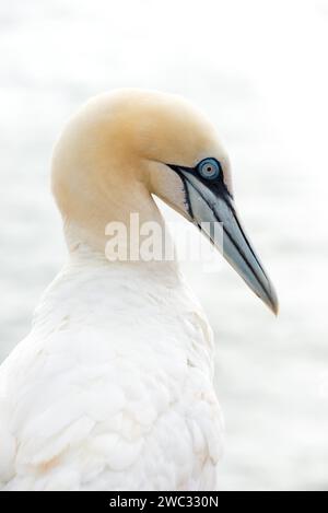 Fane du Nord (Morus bassanus) (synonyme : Sula bassana) avec plumage blanc, gros plan avec fond clair, plumage détaillé, vue nette dans le Banque D'Images