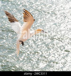 Fane du Nord (Morus bassanus) (synonyme : Sula bassana) survolant la mer en mouvement, eau scintillante au soleil, approche d'atterrissage avec ailes déployées Banque D'Images