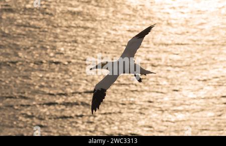 Silhouette d'un fous du nord (Morus bassanus) (synonyme : Sula bassana) en vol avec des ailes ouvertes et déployées lors d'un coucher de soleil scintillant sur la mer Banque D'Images