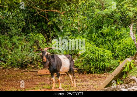 Chèvre billy noir et blanc avec de grandes cornes avec une chaîne autour de son cou debout devant une forêt Banque D'Images