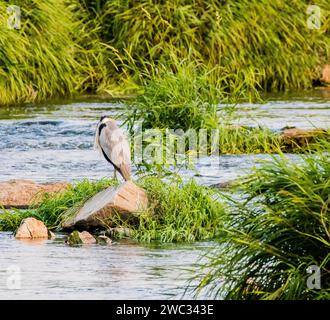 Petit héron bleu debout sur le rocher dans la rivière entouré de feuillage vert Banque D'Images