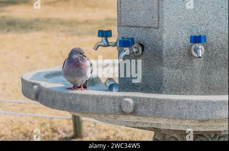 Pigeons assis sur une fontaine d'eau en béton avec poignée bleue sur les robinets chromés et une canette dans l'auge Banque D'Images