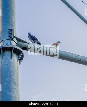 Deux pigeons assis sur un poteau métallique de circulation contre un ciel bleu Banque D'Images