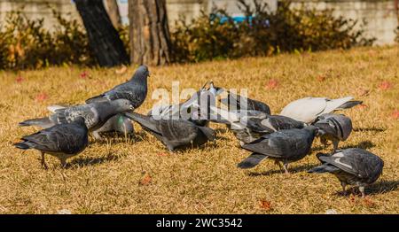 Gros plan d'un troupeau de pigeons de roche se nourrissant sur le sol Banque D'Images