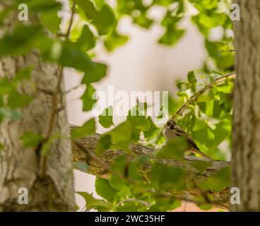 Magnifique Moineau eurasien perché sur une branche d'arbre derrière des feuilles vertes encadrées entre deux troncs d'arbre Banque D'Images