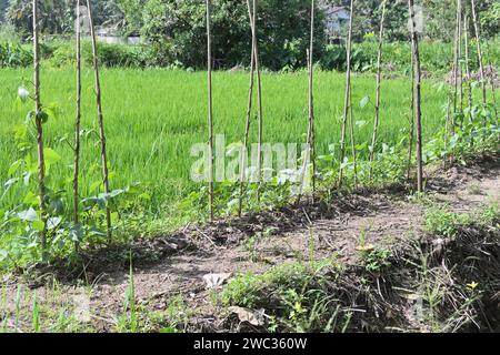 Plusieurs plants de vigne de haricot de serpent (haricot d'asperge) poussant dans une rangée avec les bâtons de soutien pour grimper. Les vignes sont cultivées sur un porti de sol élevé Banque D'Images