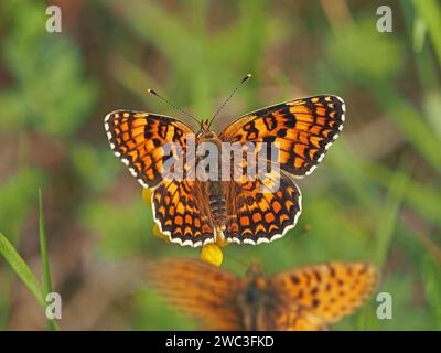 Heath Fritillary (Mellicta athalia) papillon se nourrissant de fleurs jaunes défié par Dark Green Fritillary Alpes italiennes, Italie, Europe Banque D'Images