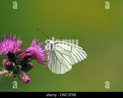 Papillon blanc mâle à veine noire (Aporia crataegi) se nourrissant de fleurs violettes de chardon des marais (Cirsium palustre ) dans un pré dans les Alpes italiennes, en Europe Banque D'Images