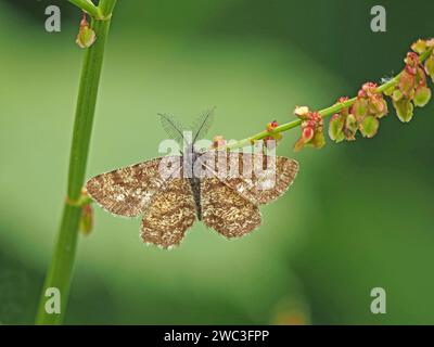 Male Common Heath (??) Papillon (Ematurga atomaria ??) Avec des antennes plumeuses sur Sorrel (Rumex acetosa) dans les contreforts des Alpes italiennes, Italie, Europe Banque D'Images