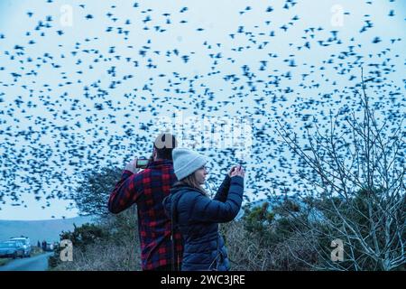 Roughtor, Cornwall. 13 janvier, 2024 Royaume-Uni - des centaines de milliers d'étourneaux rôdent en Cornouailles pour la nuit que les gens regardent de loin. Crédit : Natasha Quarmby/Alamy Live News Banque D'Images