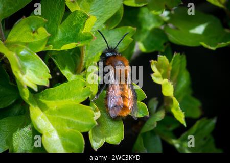 Une femelle d'abeille minière tawny floue et colorée (Andrena fulva) repose au soleil sur une feuille. Photographié à la réserve naturelle de Tunstall Hills, Sunderland Banque D'Images