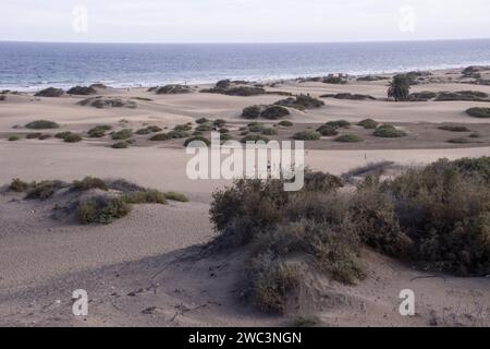 Blick vom Aussichtspunkt Mirador Dunas Santa Mónica auf die Dünen von Maspalomas nahe der Playa del Ingles, Gran Canaria, Espagne Banque D'Images