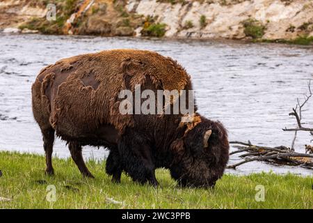 Grand buffle sauvage d'Amérique du Nord, bison, pâturant sur une prairie d'herbe printanière verte près d'un ruisseau Banque D'Images