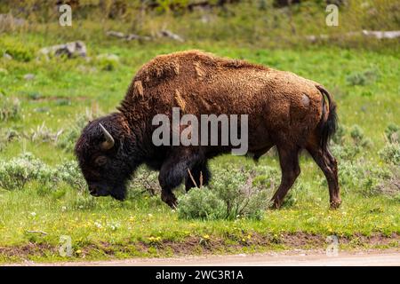 Grand buffle nord-américain sauvage, bison, pâturant sur prairie d'herbe printanière verte Banque D'Images