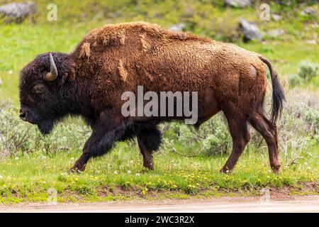 Grand buffle nord-américain sauvage, bison, pâturant sur prairie d'herbe printanière verte Banque D'Images