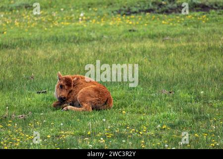 Veau Buffalo sauvage d'Amérique du Nord, bison, reposant sur les prairies herbeuses du parc national de Yellowstone. Banque D'Images