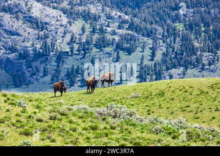 Buffalo sauvage d'Amérique du Nord, bison, pâturant sur une rigole d'une prairie d'herbe dans le parc national de Yellowstone. Banque D'Images