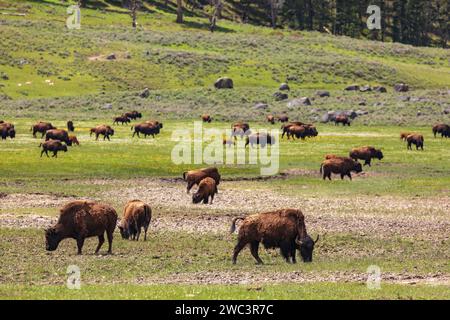 Entendu parler de Buffalo sauvage d'Amérique du Nord, de bisons, errant et pâturant sur les prairies herbeuses du parc national de Yellowstone. Banque D'Images