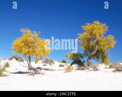 Cottonwoods d'automne au parc national de White Sands Banque D'Images