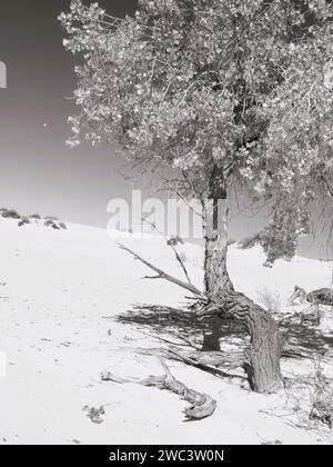 Monochrome d'un cotonnier au parc national de White Sands Banque D'Images
