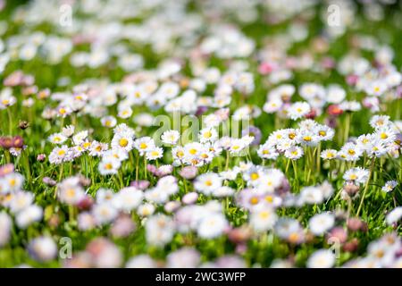 Belle prairie au printemps pleine de fleurs de pâquerettes blanches et roses communes sur l'herbe verte. Guirlande de pâquerettes. Bellis perennis. Banque D'Images