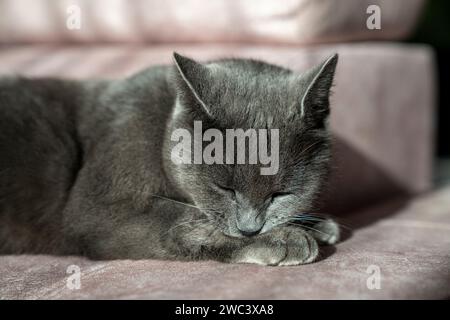 Une charmante photo d'un chat gris shorthair bleu britannique ou russe. Les yeux jaunes du chat créent un contraste saisissant avec sa fourrure grise. Banque D'Images