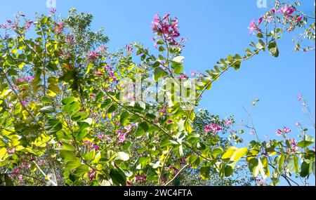 Bauhinia purpurea (Orchidée pourpre, bauhinia pourpre, pied de chameau, arbre papillon) sur ciel bleu Banque D'Images