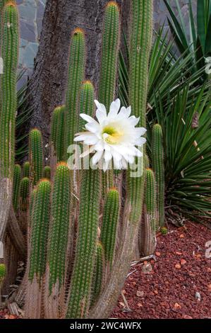 Sydney Australie, soehrensia spachiana en fleurs ou cactus torche blanche dans le jardin Banque D'Images