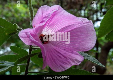 Sydney Australie, hibiscus natif à fleurs roses 'barambah creek' Banque D'Images