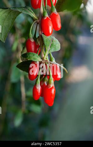 Bouquet de baies de goji rouges et juteuses sur un buisson, gros plan, mise au point sélective. Plantes utiles Banque D'Images