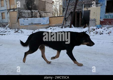 Zaporizhzhia, Ukraine. 13 janvier 2024. Un chien errant est vu courir sur la route près de l'immeuble qui a été lourdement endommagé par les bombardements russes à Zaporizhzhia. Le président ukrainien Volodymyr Zelenskiy a déclaré qu’il était plus convaincu aujourd’hui que le mois dernier que son pays obtiendrait une nouvelle aide financière des États-Unis. Mais rien n’indiquait à Washington que l’approbation par le Congrès d’un paquet d’aide proposé par la Maison Blanche serait bientôt disponible. Crédit : SOPA Images Limited/Alamy Live News Banque D'Images