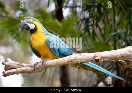 Les plumes du dos et de la queue supérieure de la macaw bleue et dorée sont bleu brillant; le dessous de la queue est jaune olive. Banque D'Images