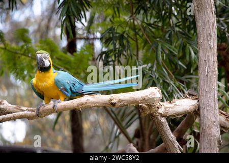 Les plumes du dos et de la queue supérieure de la macaw bleue et dorée sont bleu brillant; le dessous de la queue est jaune olive. Banque D'Images