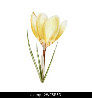 Fleur de crocus jaune d'aquarelle en floraison isolée sur fond blanc. Illustration botanique de safran peinte à la main de printemps et de pâques. Pour les concepteurs, W Banque D'Images