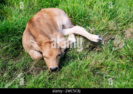 Veau de vache couché dans l'herbe Banque D'Images