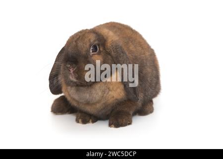 Décoratif, petit lapin aux oreilles pliées de couleur brune, isolé sur fond blanc. Banque D'Images