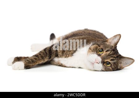 Chat gris, rayé se trouve sur le côté et regarde dans la caméra, isolé sur un fond blanc Banque D'Images