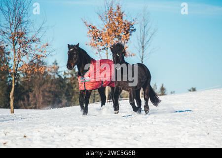 Jeune cheval islandais et vieux cheval de sang chaud en hiver Banque D'Images