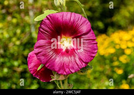 Alcea 'Burgundy Towers' (althaea rosea) une grande plante à fleurs communément connue sous le nom de Hollyhock avec une fleur rouge foncé au printemps et en été, Banque D'Images