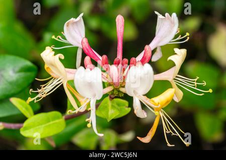 Lonicera periclymenum 'Graham Thomas' une plante à fleurs d'été communément appelée woodbine Banque D'Images