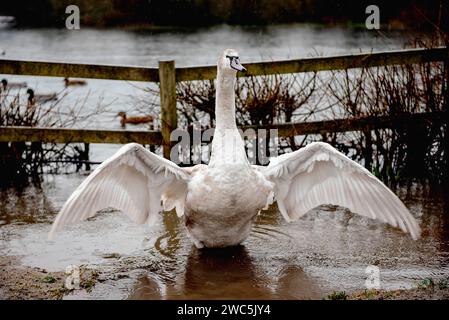 Cygne déployant ses ailes Banque D'Images