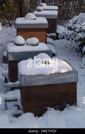 01.12.2023, Berlin, GER - Bienenbeuten sind im Winter mit Schnee bedeckt. aussen, Aussenaufnahme, Berlin, Beuten, Bienenbehausungen, Bienenbeuten, Bienenstand, Bienenstoecke, deutsch, Deutsch, Deutsch, Deutschland, eingeschneit, Europa, europaeisch, HF, Hochformat, Imkerei, Jahreszeit, Kaelte, kalt, Magazinbeuten, niemand, Schnee, schneebedeckt, ueberwintern, Ueberwinterung, verschneit, Westeropa, hiver, Wirtschaft 231201D075BERLIN.JPG *** 01 12 2023, Berlin, GER les ruches sont couvertes de neige en hiver à l'extérieur, extérieur, Berlin, ruches, ruches, rucher, rucher, allemand, Allemagne, neige, Europe, europe, Banque D'Images